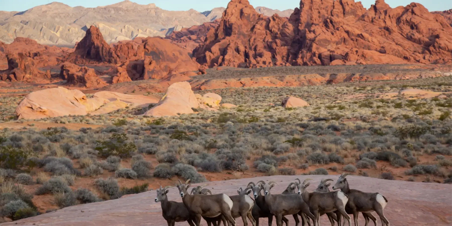 a-family-of-female-desert-bighorn-sheep-in-valley-2026-01-09-11-36-16-utc.webp